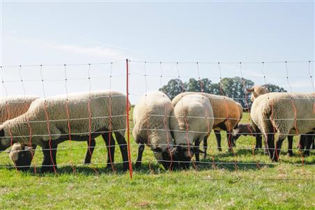 Siatka dla owiec TopLine Net, 50m, 108 cm, poj. szpic, biało-pomarańczowa, Kerbl-1050418