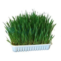 Trawa dla gryzoni, 100 g, Kerbl-347392963