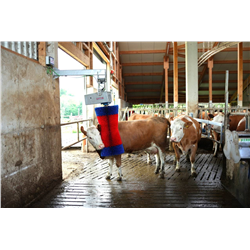 Czochradło automatyczne HAPPYCOW MaxiSwing, Kerbl-347762522