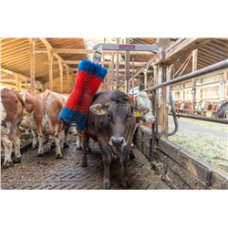 Czochradło HAPPYCOW Maxi, Kerbl-347549372