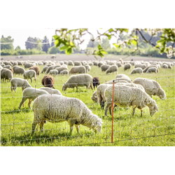 Siatka dla owiec TopLine Net, 50m, 90 cm, pod. szpic, biało-pomarańczowa, Kerbl-347548647