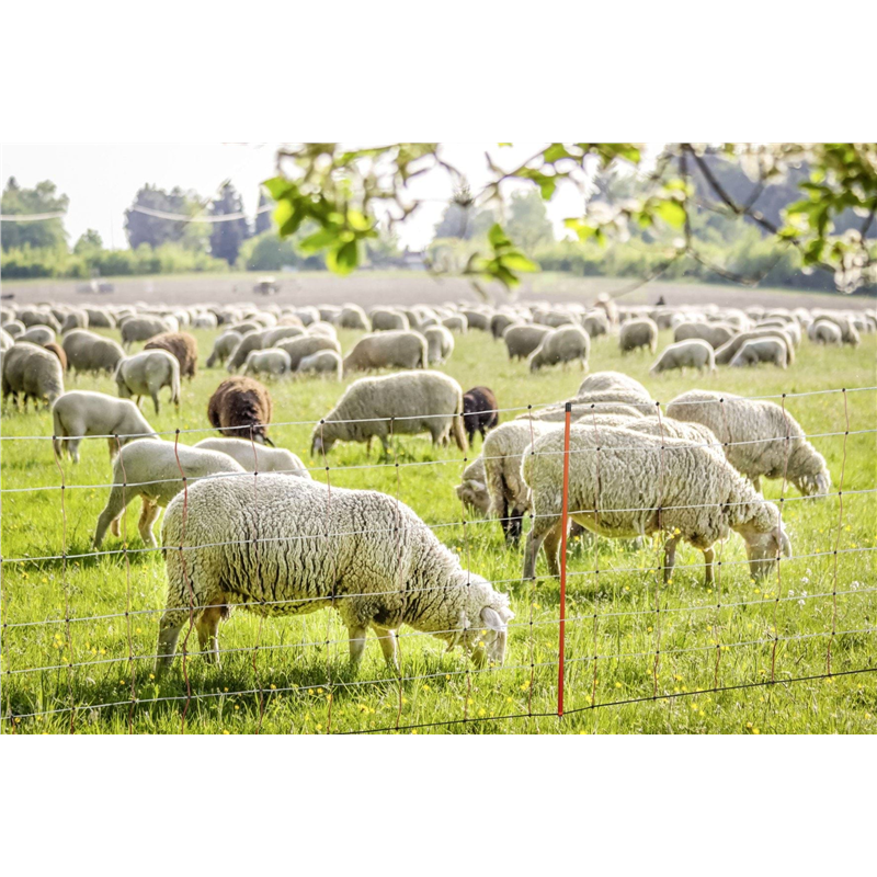 Siatka dla owiec TopLine Net, 50m, 90 cm, pod. szpic, biało-pomarańczowa, Kerbl-347548647