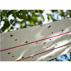 Lep na muchy w rolce, 10 m x 25 cm, CIT-347548839