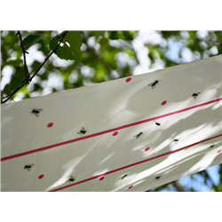 Lep na muchy w rolce, 10 m x 25 cm, CIT-347762544