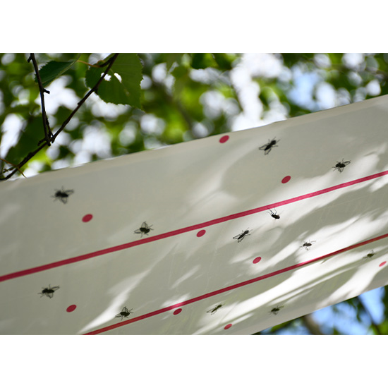 Lep na muchy w rolce, 10 m x 25 cm, CIT-347762544