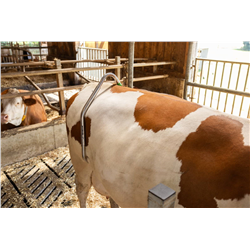 Poskrom dla bydła Easy Release,  galwanizowany, Kerbl-347920194